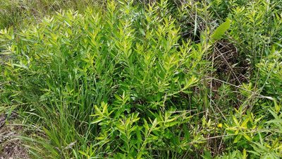 Salix humilis, photographed by Ryan Sorrells