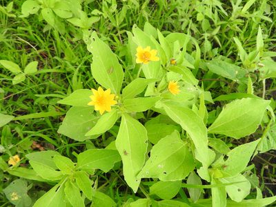 Melampodium divaricatum, photographed by Oscar Alejandro Morales Juárez