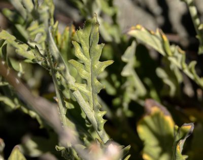 Leucheria rosea, photographed by Nicolás Villaseca Merino