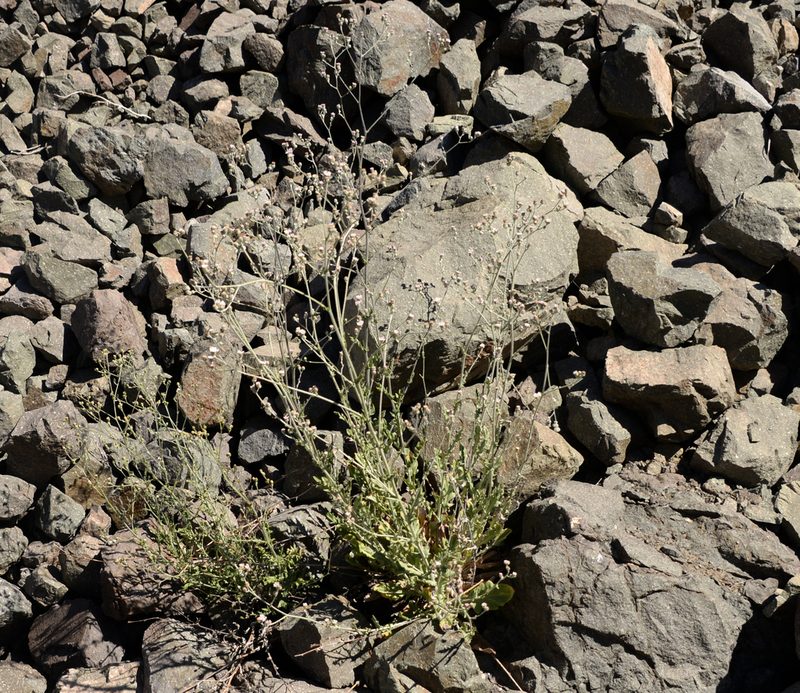 Leucheria rosea, photographed by Nicolás Villaseca Merino