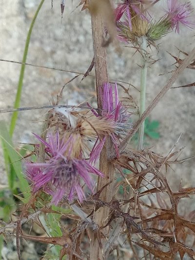 Galactites mutabilis, photographed by Karim Haddad