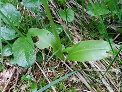 Platanthera chlorantha, photographed by David Sandler