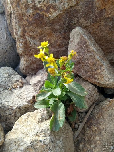Senecio leucanthemifolius, photographed by Karim Haddad