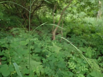 Bromus ramosus, photographed by Daniel Cahen