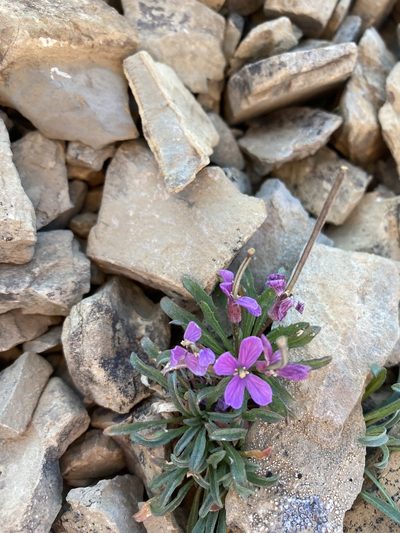 Erysimum pallasii, photographed by Caleb Catto