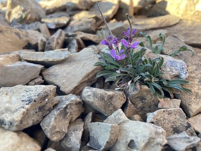 Erysimum pallasii, photographed by Caleb Catto