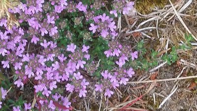 Thymus serpyllum, photographed by Gunner Kjerulf Poulsen