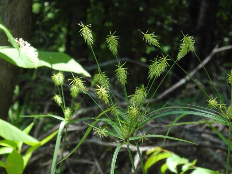 Cyperus retrofractus, photographed by Michael J. Papay