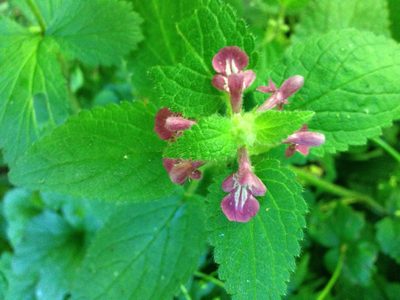 Stachys mexicana, photographed by rappman