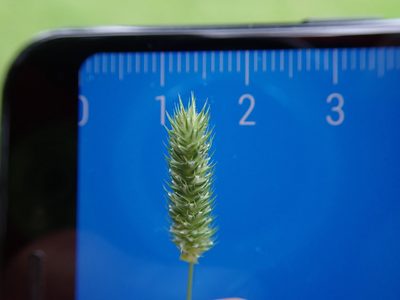 Phleum bertolonii, photographed by Daniel Cahen