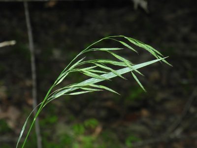Bromus nottowayanus, photographed by Michael J. Papay