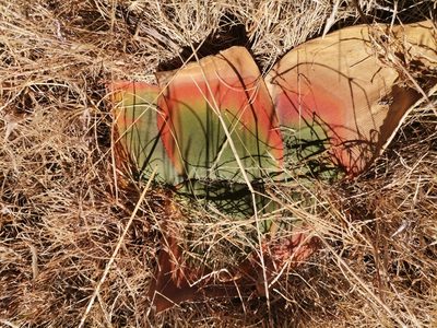 Brunsvigia radulosa, photographed by Ricus Nel