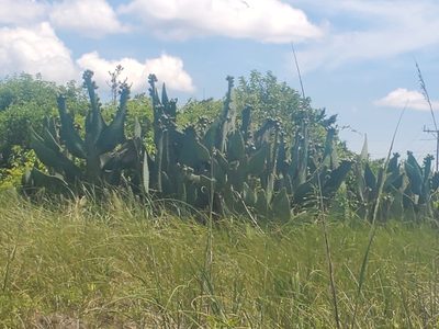 Opuntia lindheimeri, photographed by Cameron LT