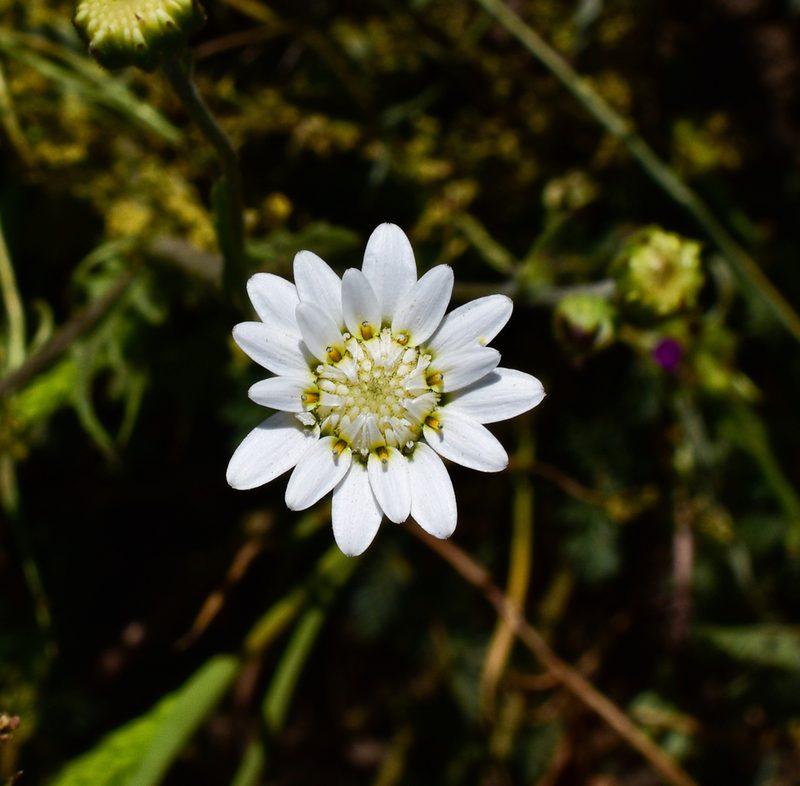 Leucheria oligocephala, photographed by Nicolás Villaseca Merino