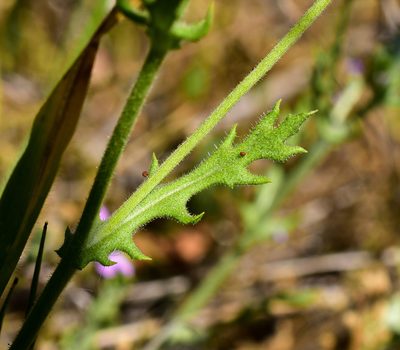 Leucheria oligocephala, photographed by Nicolás Villaseca Merino