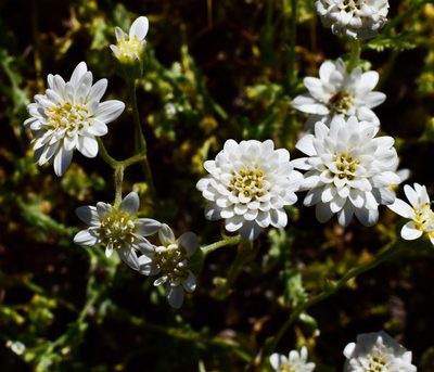 Leucheria oligocephala, photographed by Nicolás Villaseca Merino