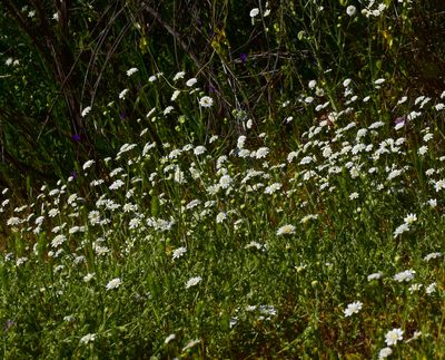 Leucheria oligocephala, photographed by Nicolás Villaseca Merino