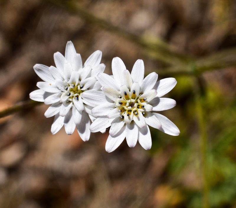 Leucheria hieracioides, photographed by Nicolás Villaseca Merino