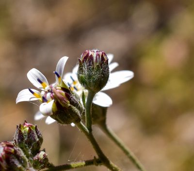 Leucheria hieracioides, photographed by Nicolás Villaseca Merino