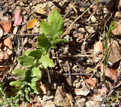 Leucheria hieracioides, photographed by Nicolás Villaseca Merino