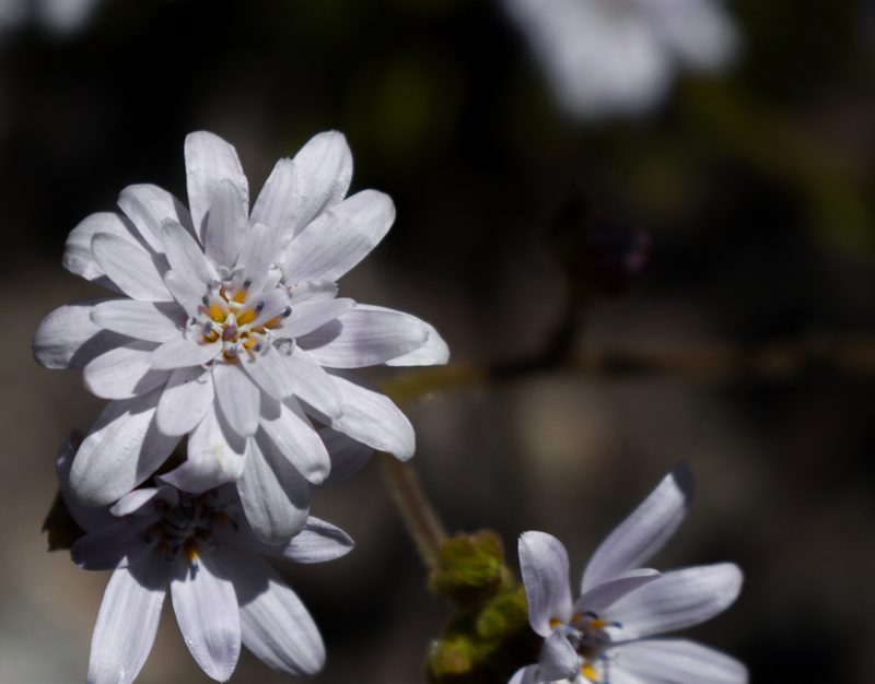 Leucheria glacialis, photographed by Nicolás Villaseca Merino