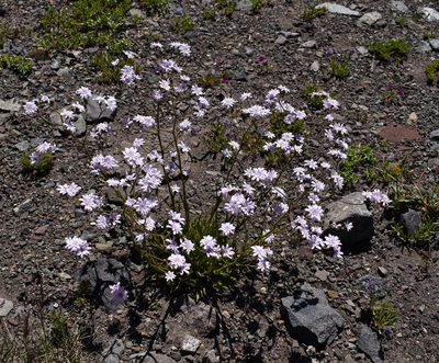 Leucheria glacialis, photographed by Nicolás Villaseca Merino