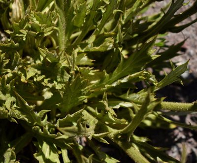 Leucheria glacialis, photographed by Nicolás Villaseca Merino