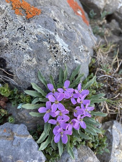 Erysimum pallasii, photographed by Caleb Catto