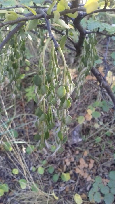 Misodendrum quadriflorum, photographed by alvarosaurus