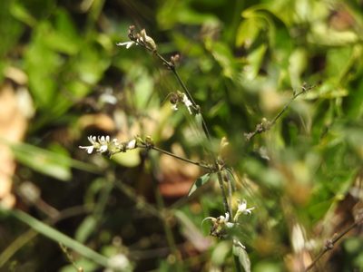 Andrographis paniculata, photographed by Hopeland