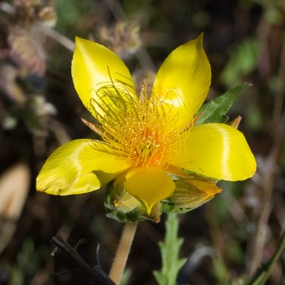 Mentzelia crocea, photographed by Ken-ichi Ueda