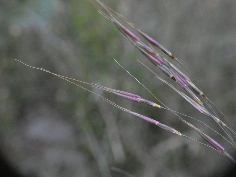 Chrysopogon gryllus, photographed by Yves Bas
