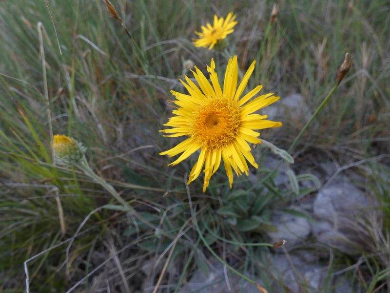 Pentanema montanum, photographed by Yves Bas