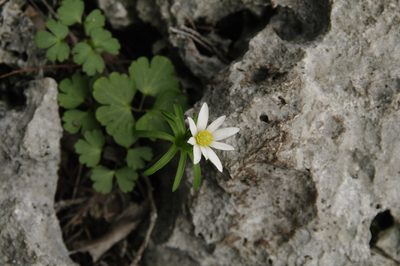 Anemone edwardsiana, photographed by Eric Knight