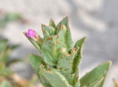 Epilobium densiflorum, photographed by Don Loarie