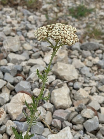 Verbesina montevidensis, photographed by Denis Bastianelli