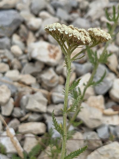 Verbesina montevidensis, photographed by Denis Bastianelli