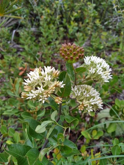 Asclepias curtissii, photographed by Scott Ward