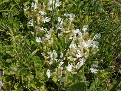 Teucrium pyrenaicum, photographed by Mattia Menchetti