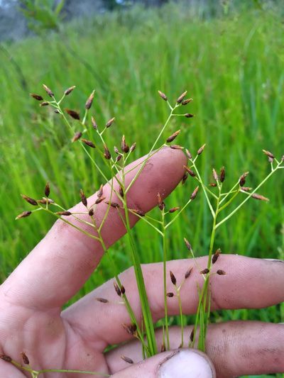 Rhynchospora scirpoides, photographed by Scott Ward