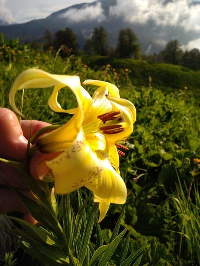 Lilium kesselringianum, photographed by dralex