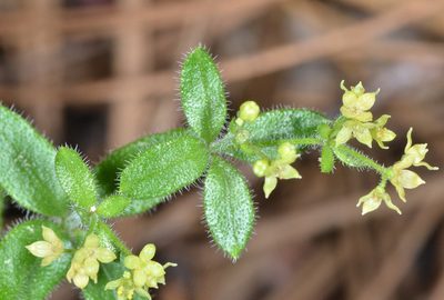Galium californicum, photographed by Don Loarie