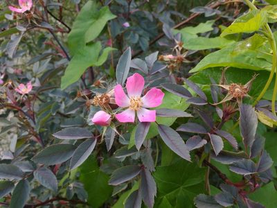 Rosa glauca, photographed by Y. Liu