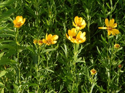 Coreopsis palmata, photographed by Tom Lazar