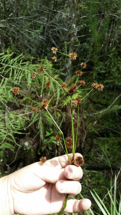 Juncus paludosus, photographed by Jay Horn