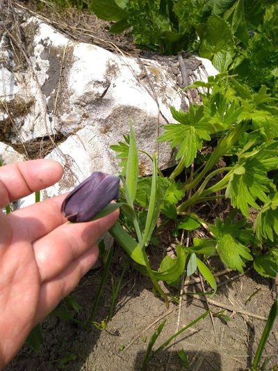Fritillaria latifolia, photographed by dralex