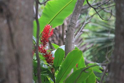 Alpinia purpurata, photographed by Juanito Escamilla