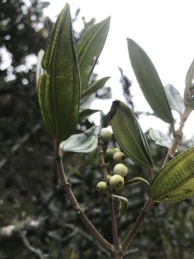 Miconia elaeoides, photographed by Nicolás Baresch Uribe