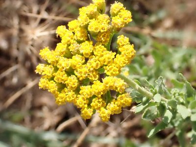 Achillea ageratum, photographed by David Delon