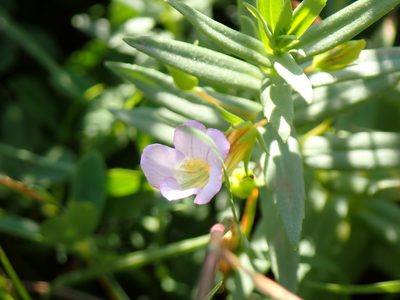 Gratiola officinalis, photographed by David Delon
